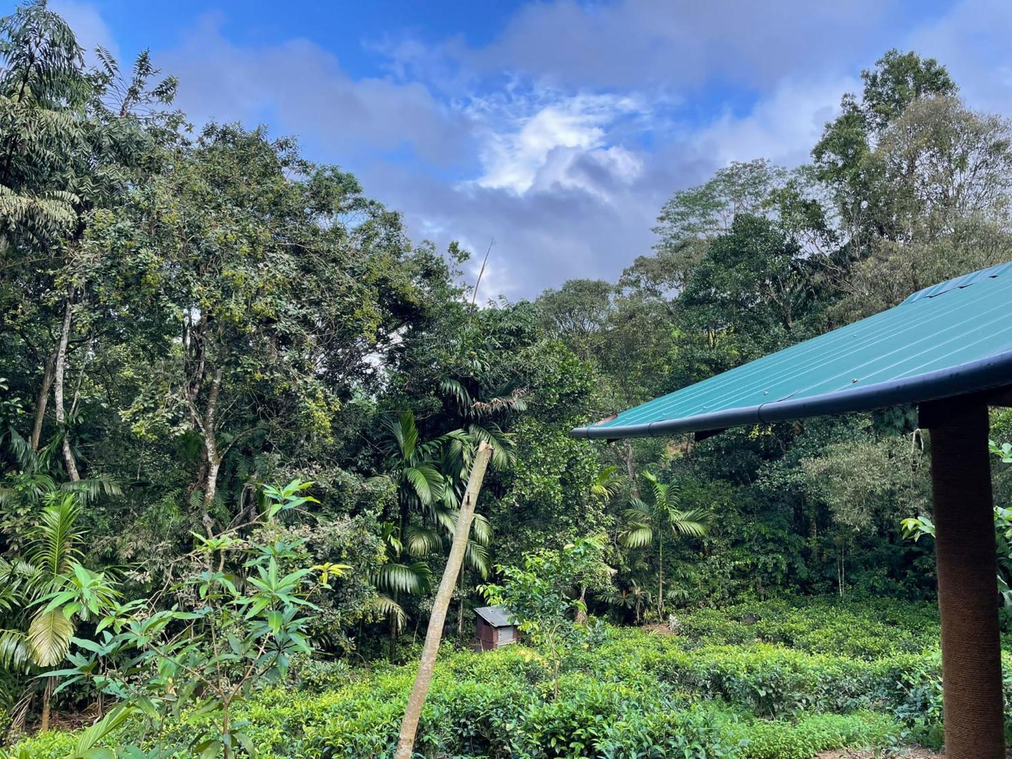Rainforest Cabin Deniyaya Esterno foto